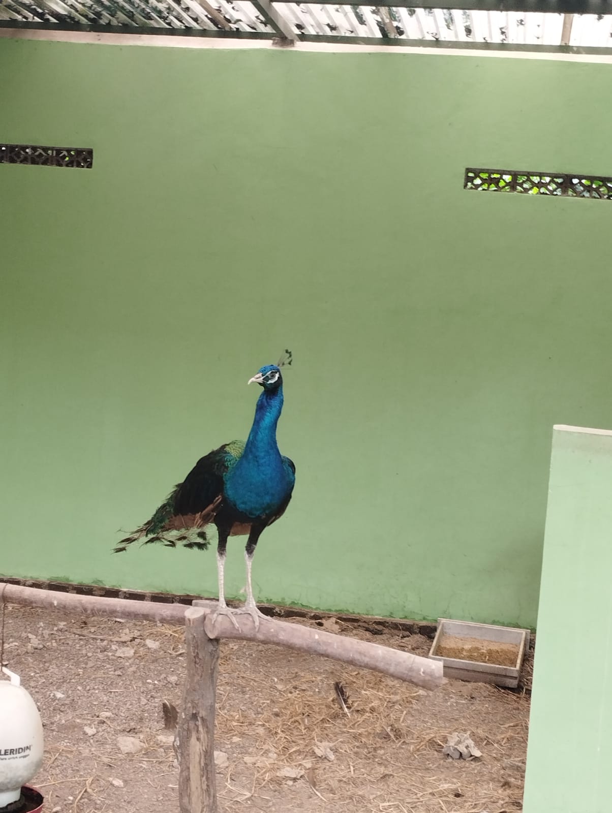 Burung Merak